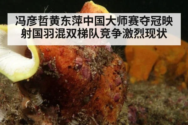 冯彦哲黄东萍中国大师赛夺冠映射国羽混双梯队竞争激烈现状